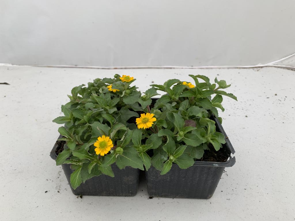 Sanvitalia procumbens en barquette