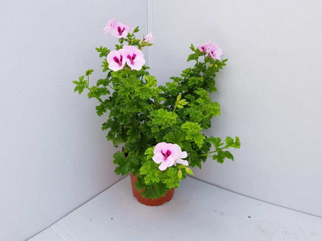 Pelargonium zonal Angel Sophie 