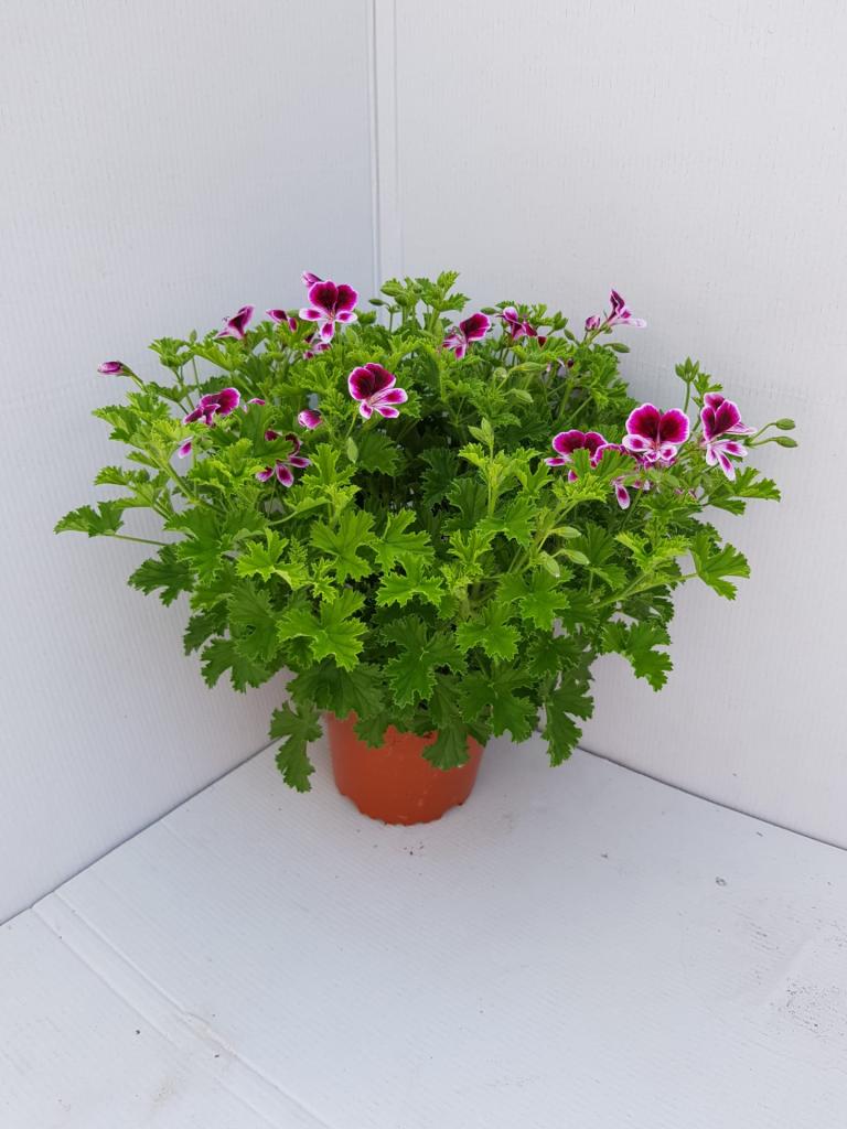 Pelargonium zonal Angel Tip Top duet