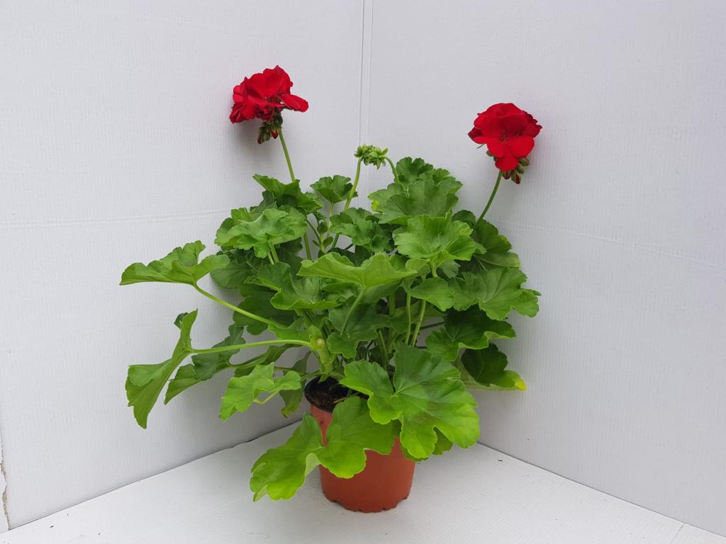 Pelargonium zonal Caliope Dark red 