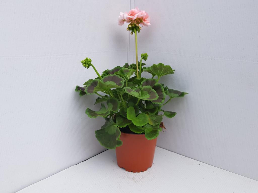 Pelargonium zonal Smart light pink