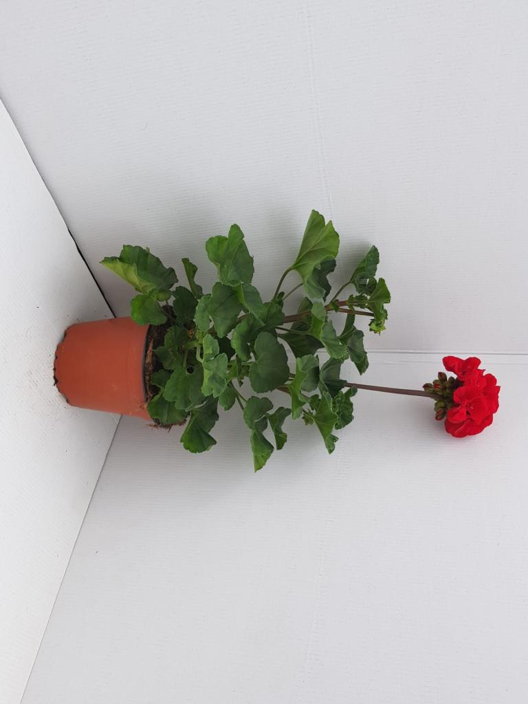 Pelargonium zonal Dolce Vita Gisela 