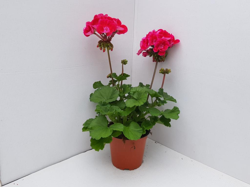 Pelargonium zonal Dolce Vita Nancy 