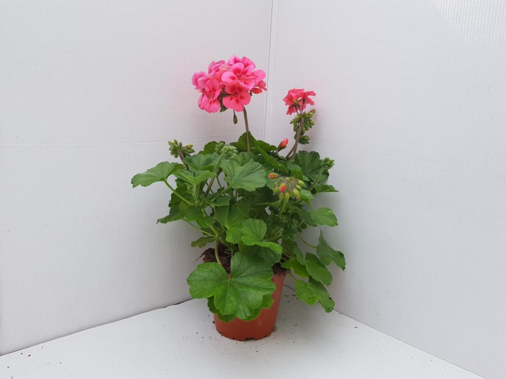 Pelargonium zonal Dolce Vita Coral Eye 