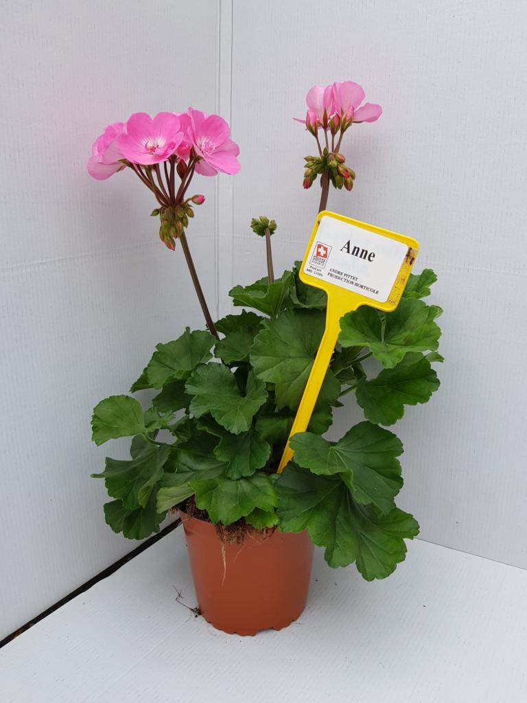 Pelargonium zonal Dolce Vita Anne 