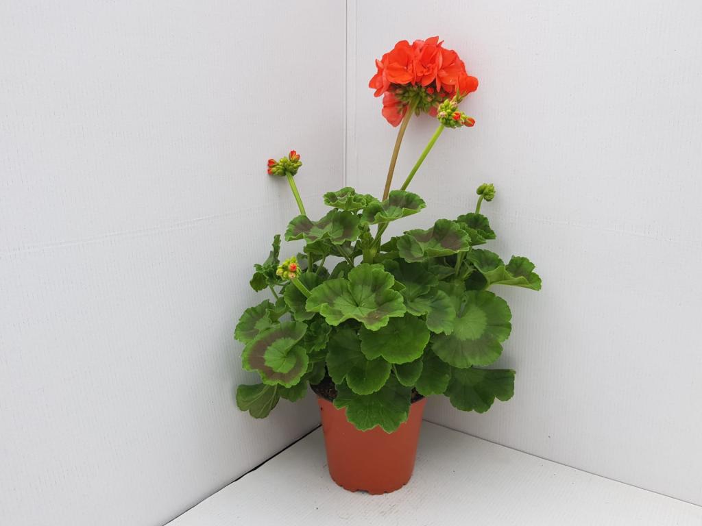 Pelargonium zonal Smart Patricia