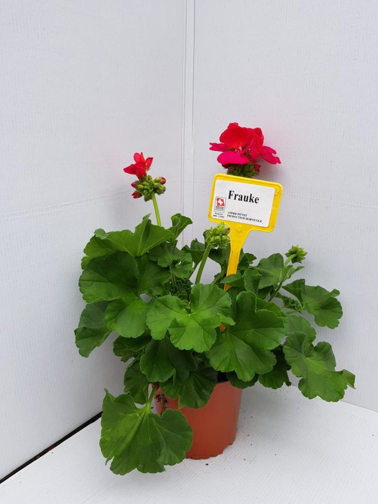 Pelargonium zonal Castello Naomi