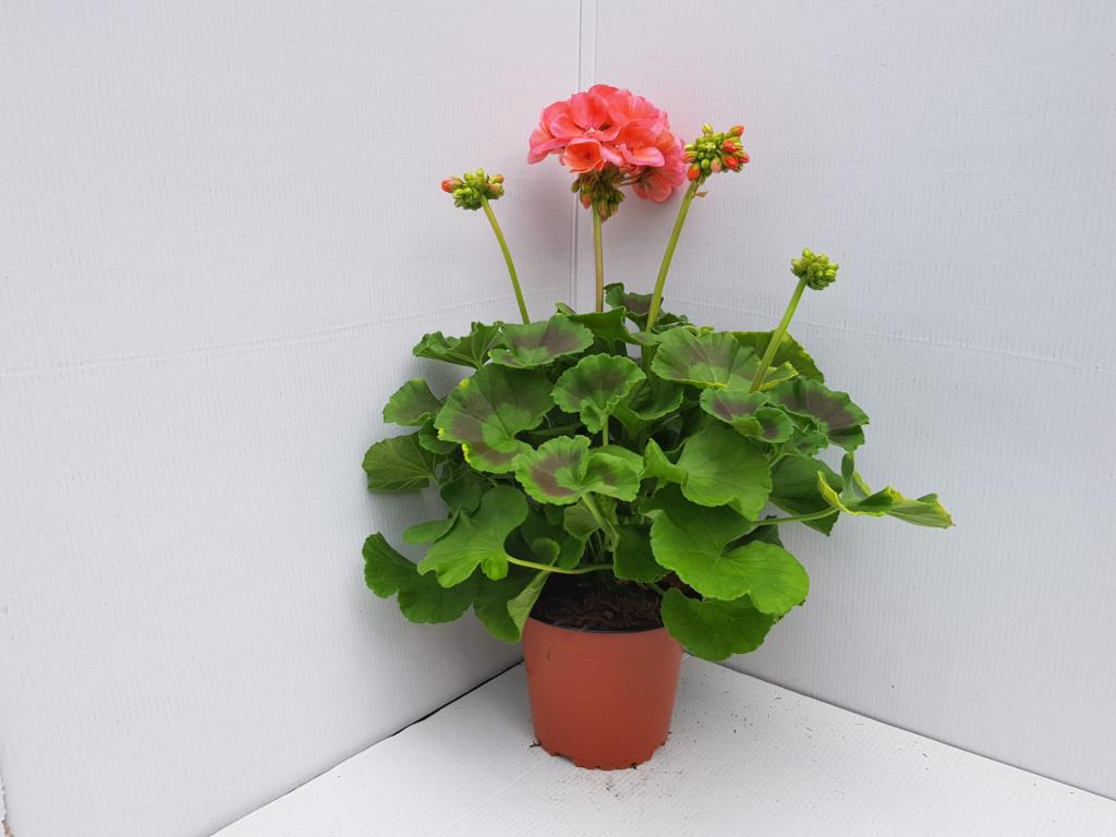 Pelargonium zonal Trend Salmon 