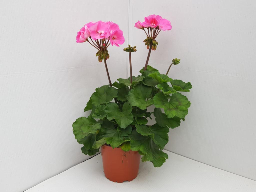 Pelargonium zonal Trend Gesa