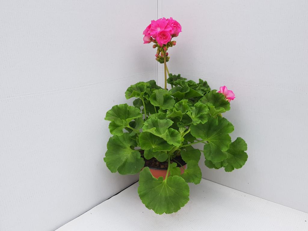 Pelargonium zonal Trend Hanna