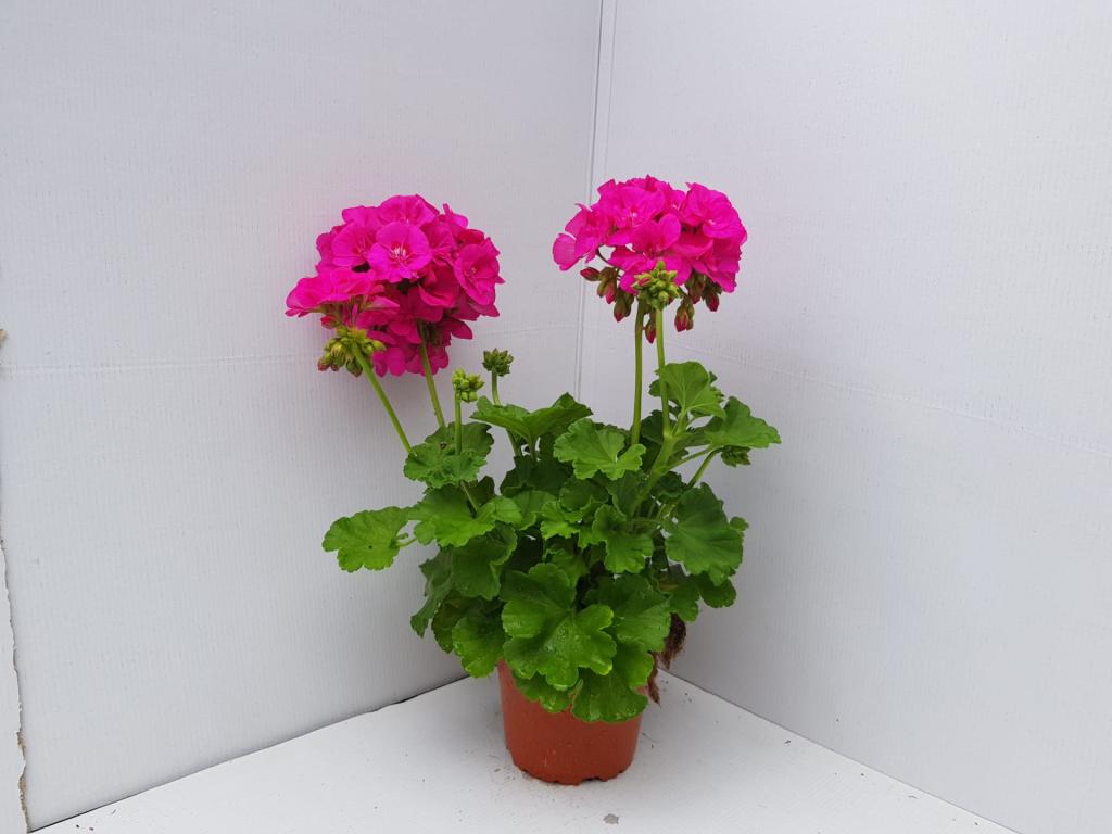 Pelargonium zonal Smart Marianne
