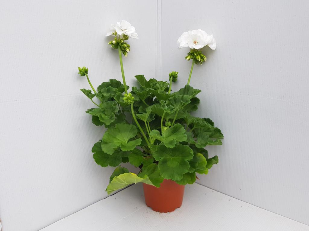 Pelargonium zonal Trend Lasse