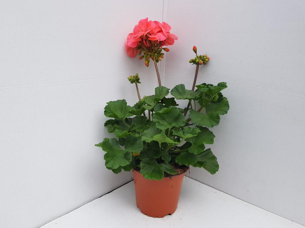 Pelargonium zonal Smart Lenja