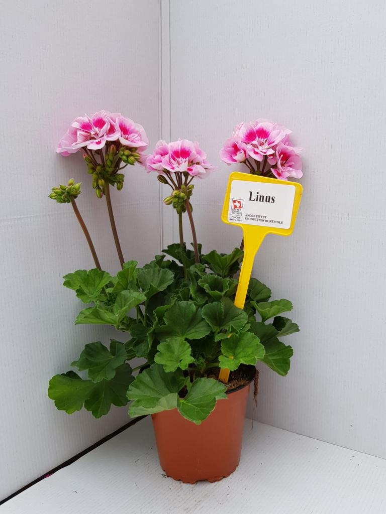 Pelargonium zonal Dolce Vita Linus