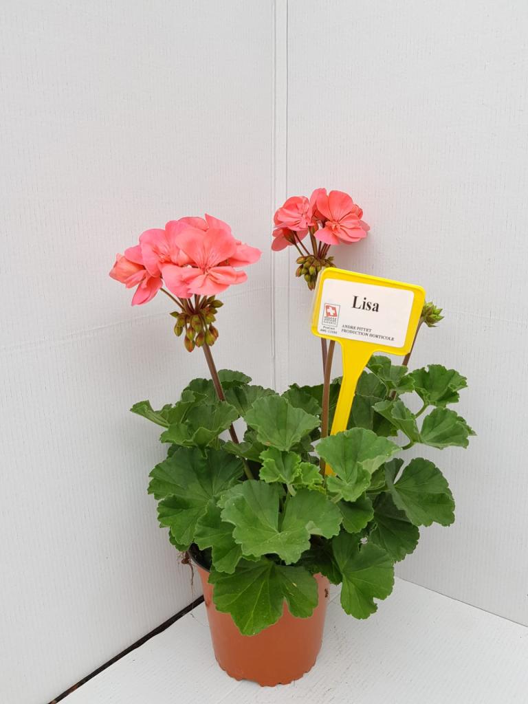 Pelargonium zonal Dolce Vita Lisa