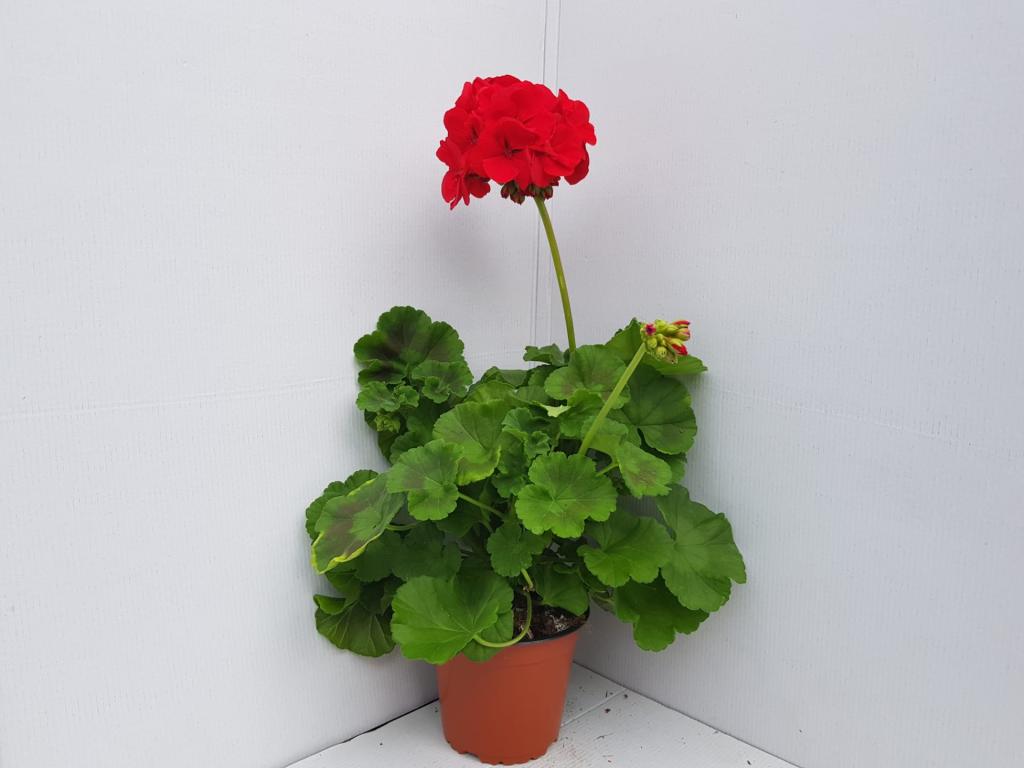 Pelargonium zonal Trend Red 