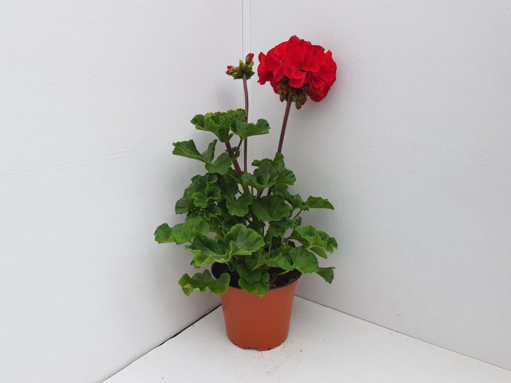 Pelargonium zonal Trend Sophie