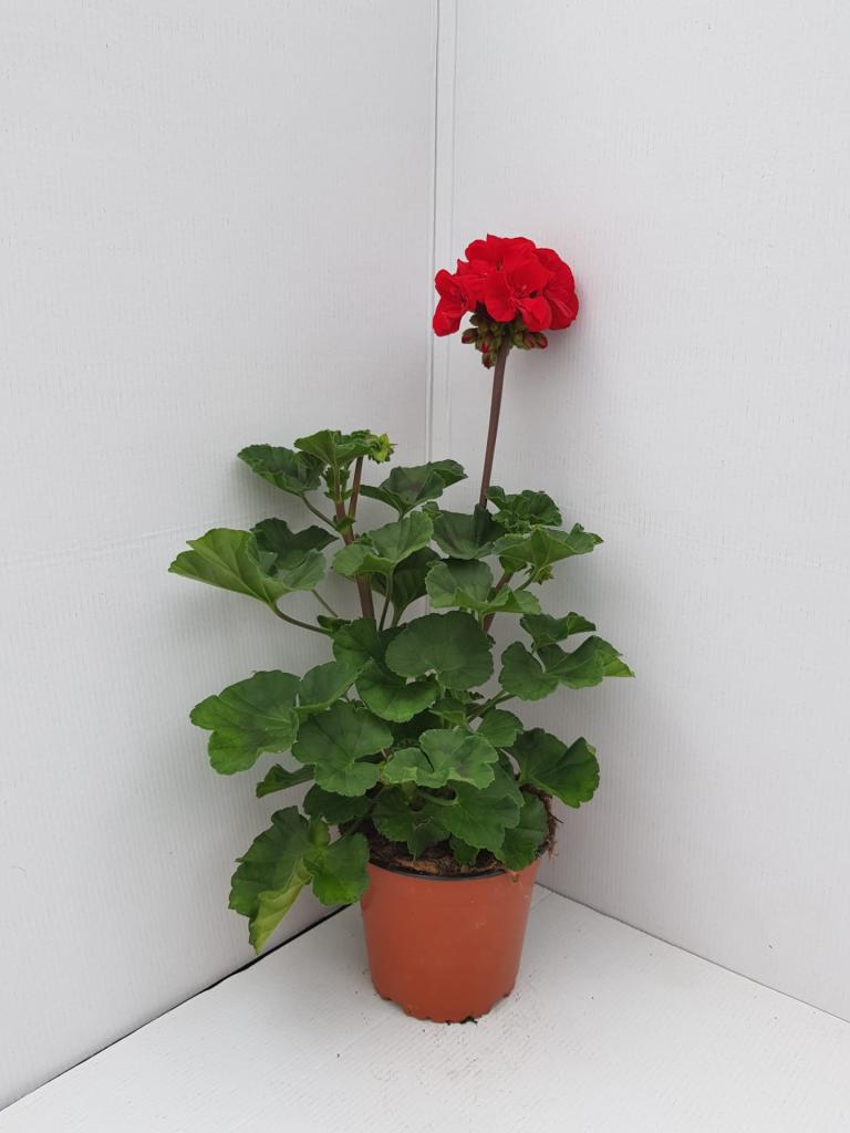 Pelargonium zonal Dolce Vita Mylena