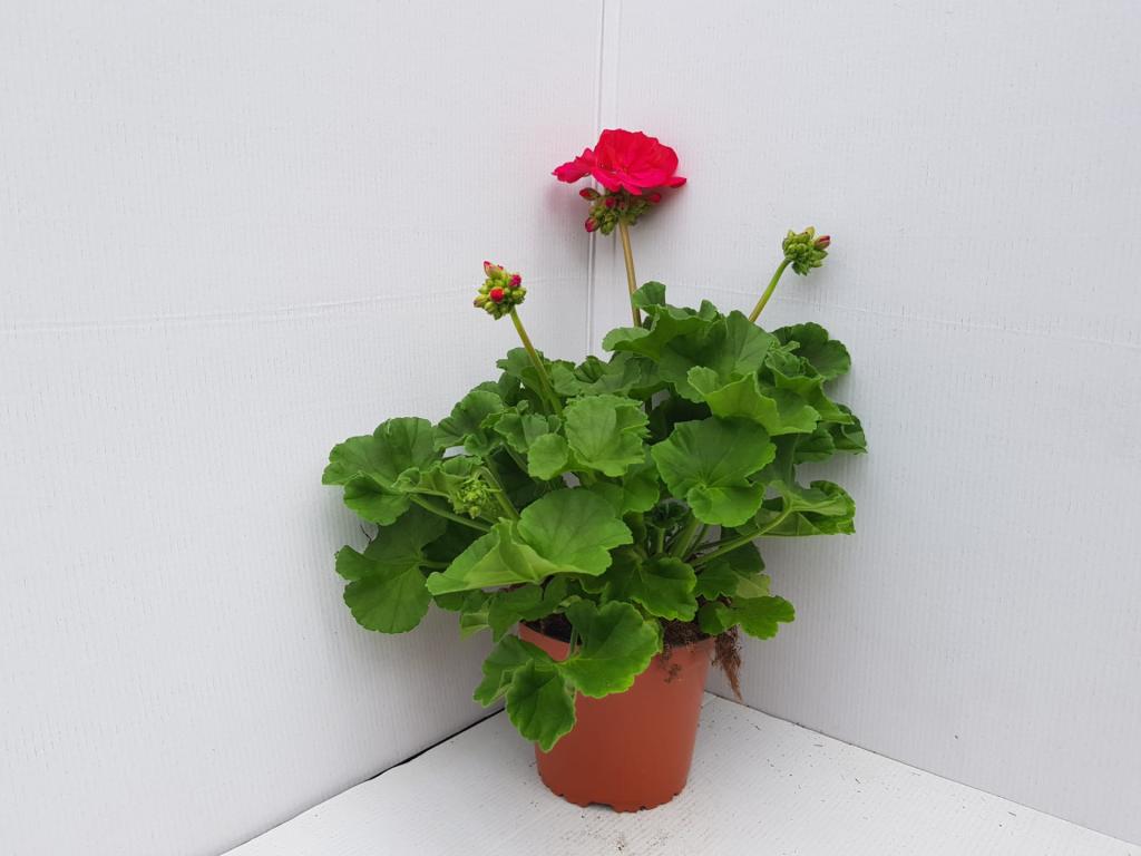 Pelargonium zonal Trend Yvonne