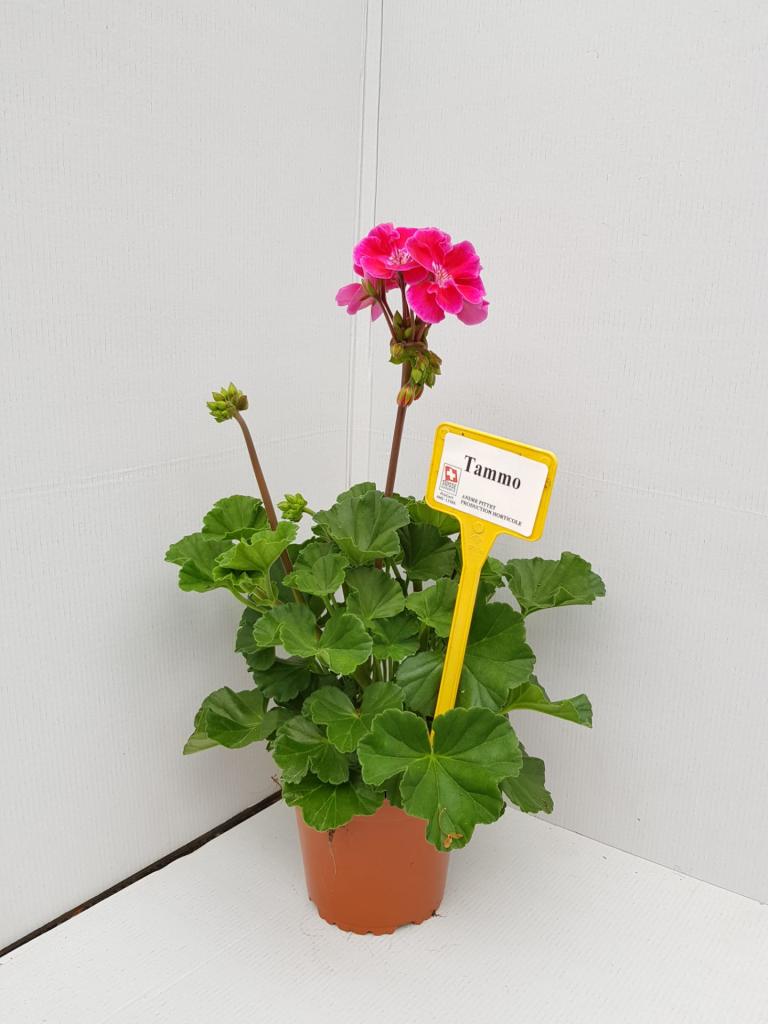 Pelargonium zonal Castello Tammo