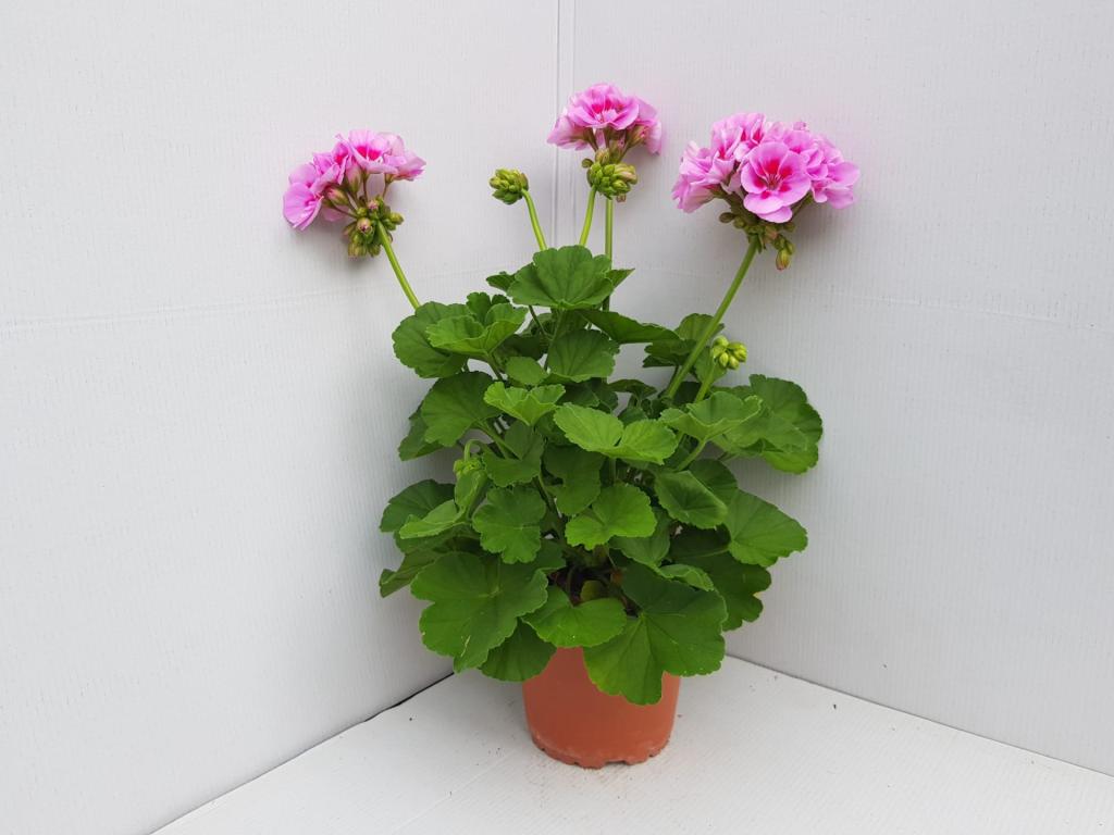 Pelargonium zonal Trend Vera