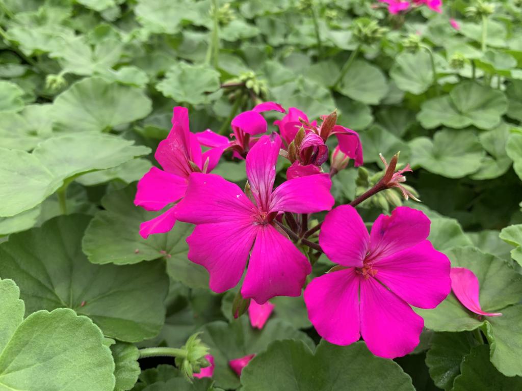 Pelargonium zonal tapissant Caliente Levender