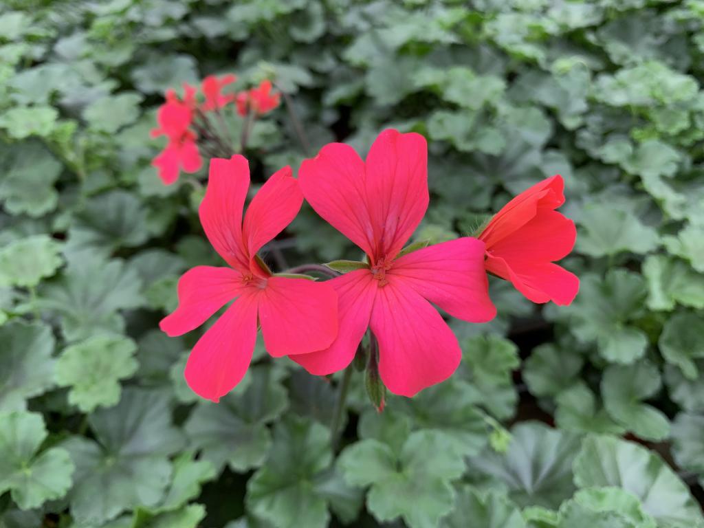 Pelargonium zonal tapissant Caliente Rose