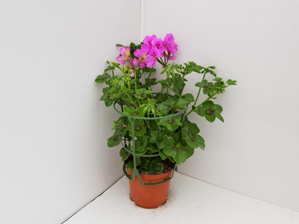 Pelargonium lierre double Sunflair Amy