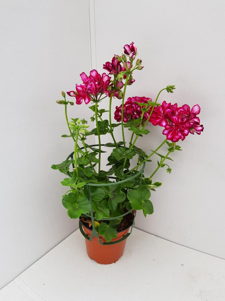 Pelargonium lierre double Sunflair Lolipop Mariska