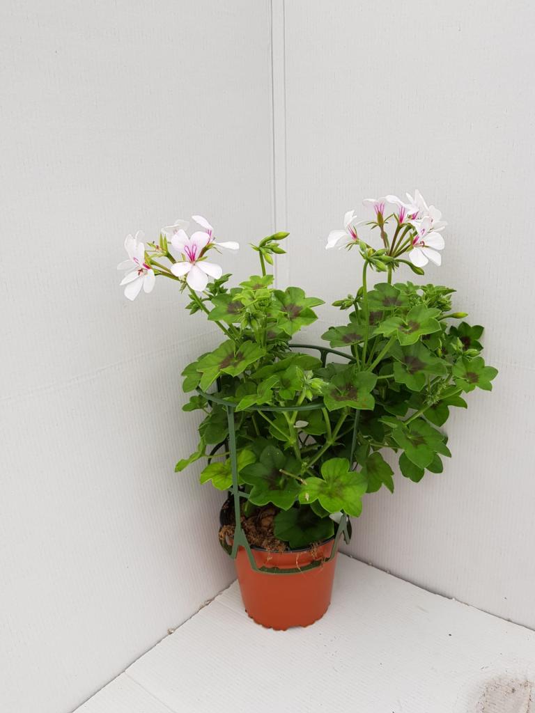 Pelargonium lierre double Sunflair Eva