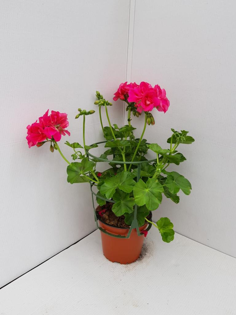Pelargonium lierre double Sunflair Josina