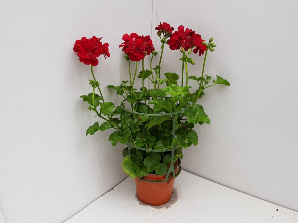Pelargonium lierre double Medio Karolina