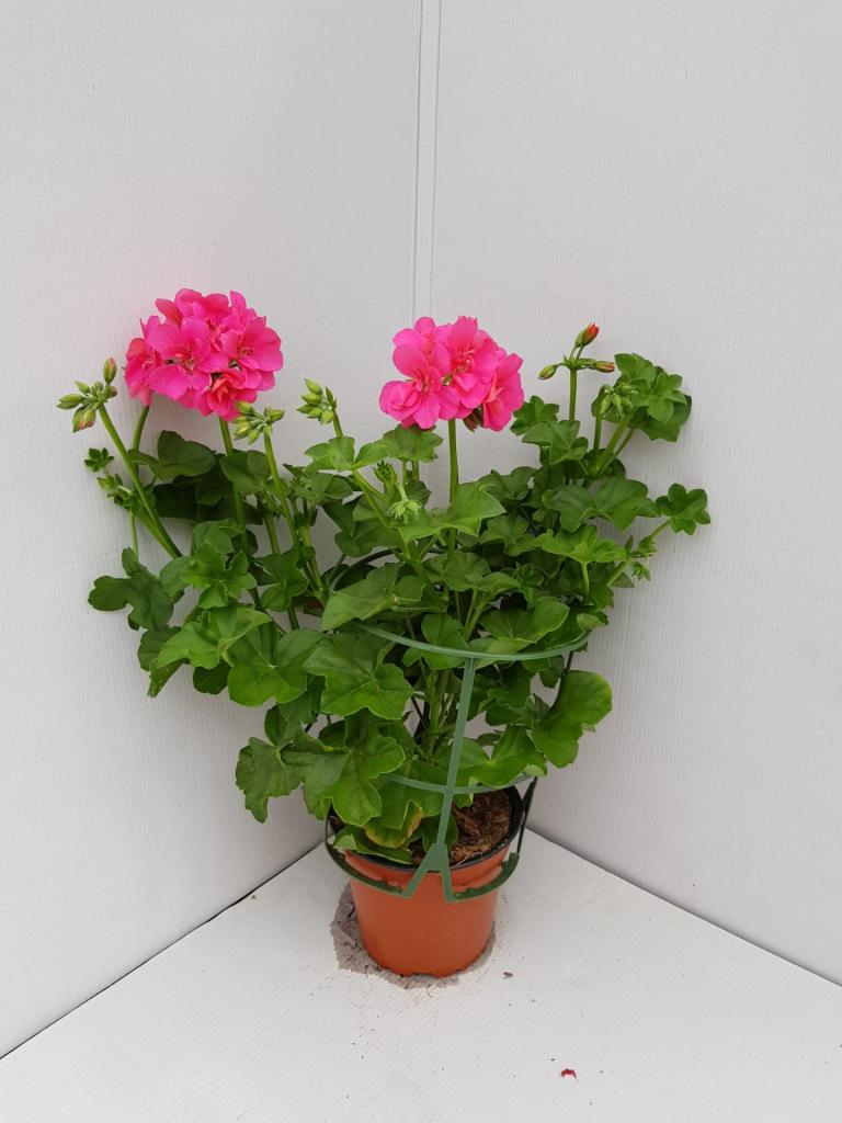 Pelargonium lierre double Sunflair Linda