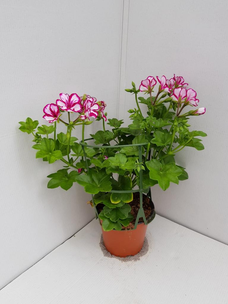 Pelargonium lierre double Sunflair Lolipop candy