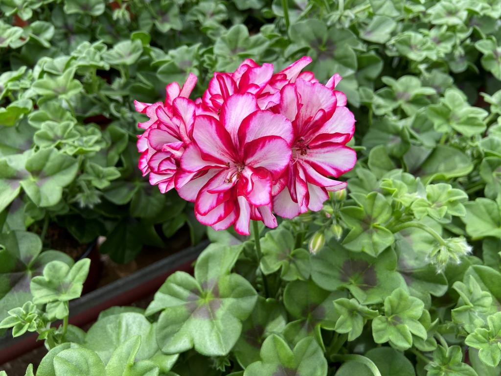 Pelargonium lierre double Medio Nixe