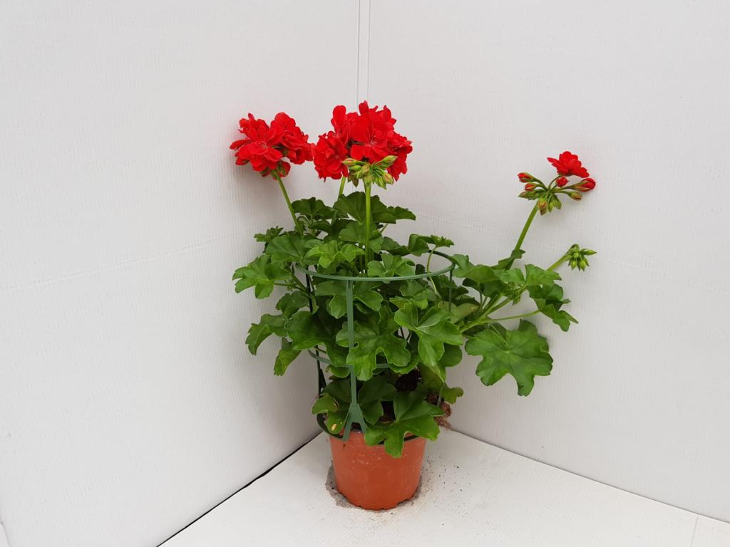 Pelargonium lierre double Sunflair Paula