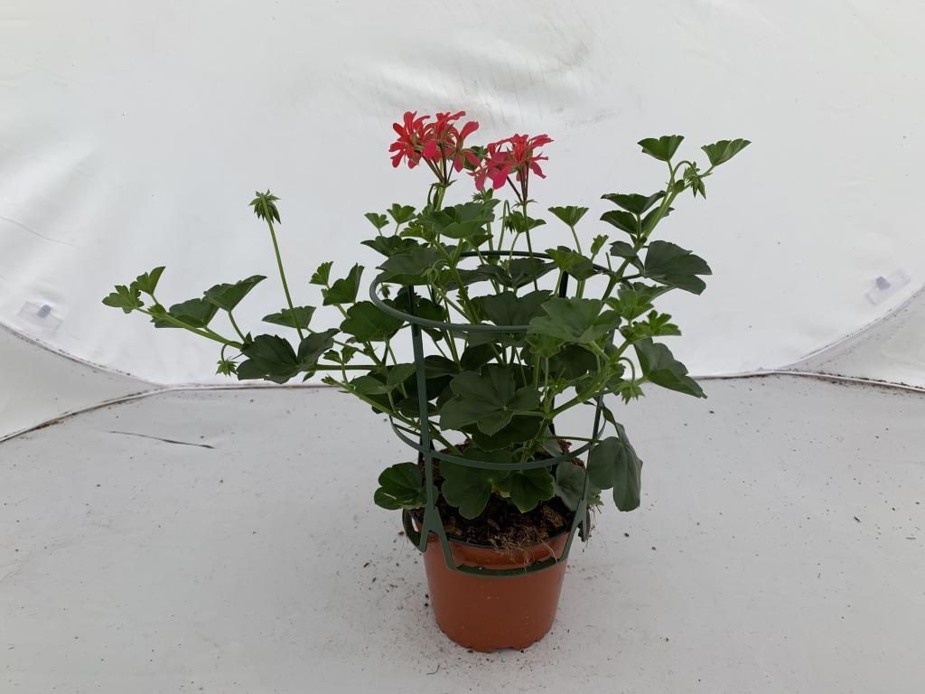 Pelargonium lierre simple Framboise