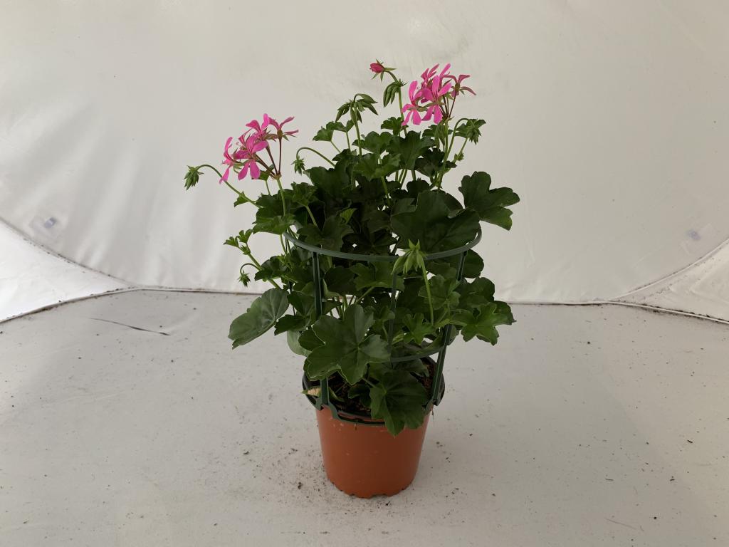 Pelargonium lierre simple Lilas