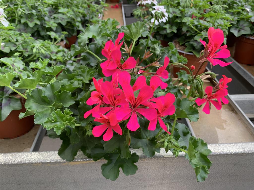 Pelargonium lierre simple Noa