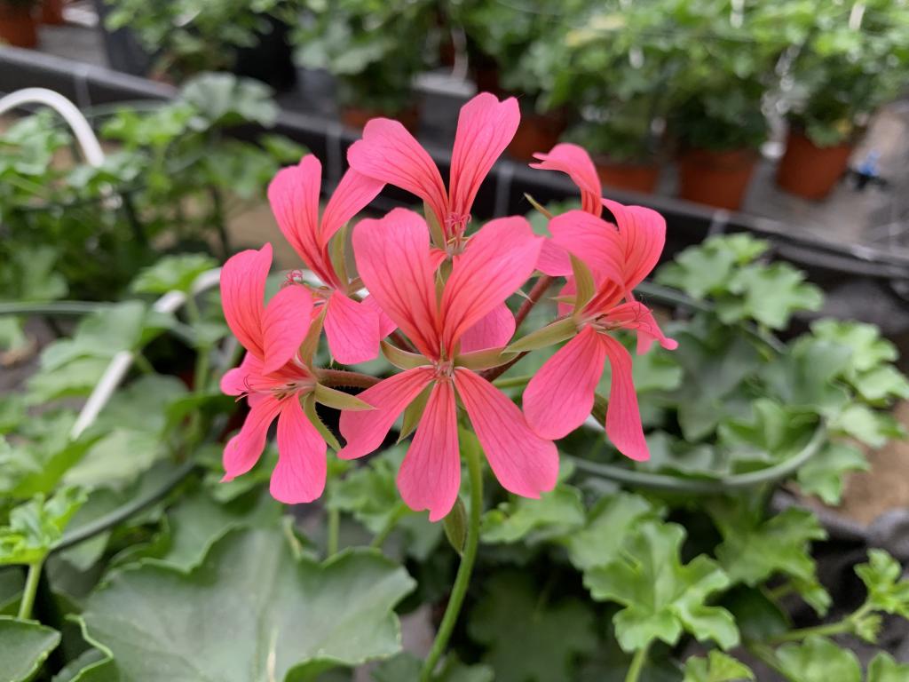 Pelargonium lierre simple Rose