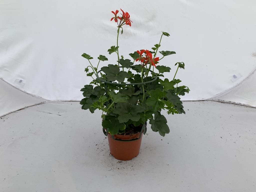 Pelargonium lierre simple Rouge