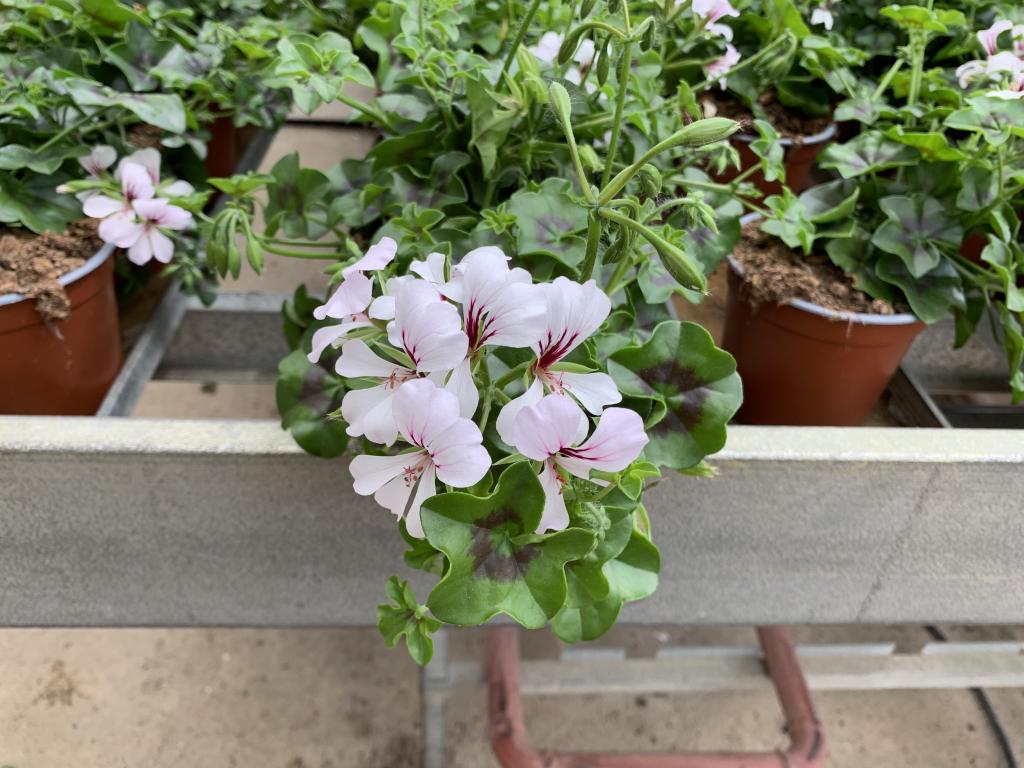Pelargonium lierre simple Balcon Polar