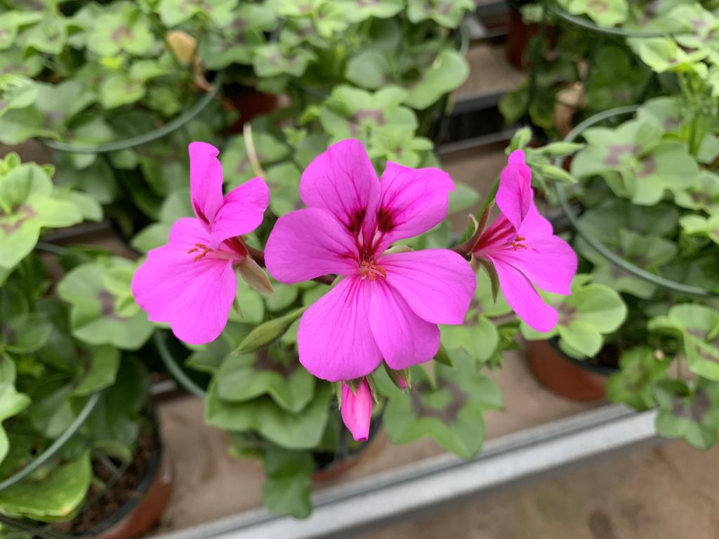 Pelargonium lierre semi-double Rainbow Amethyst