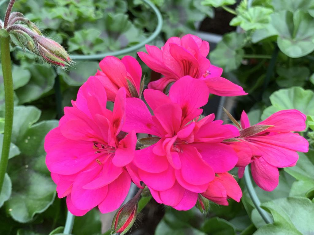 Pelargonium lierre semi-double Ivy Deep Pink