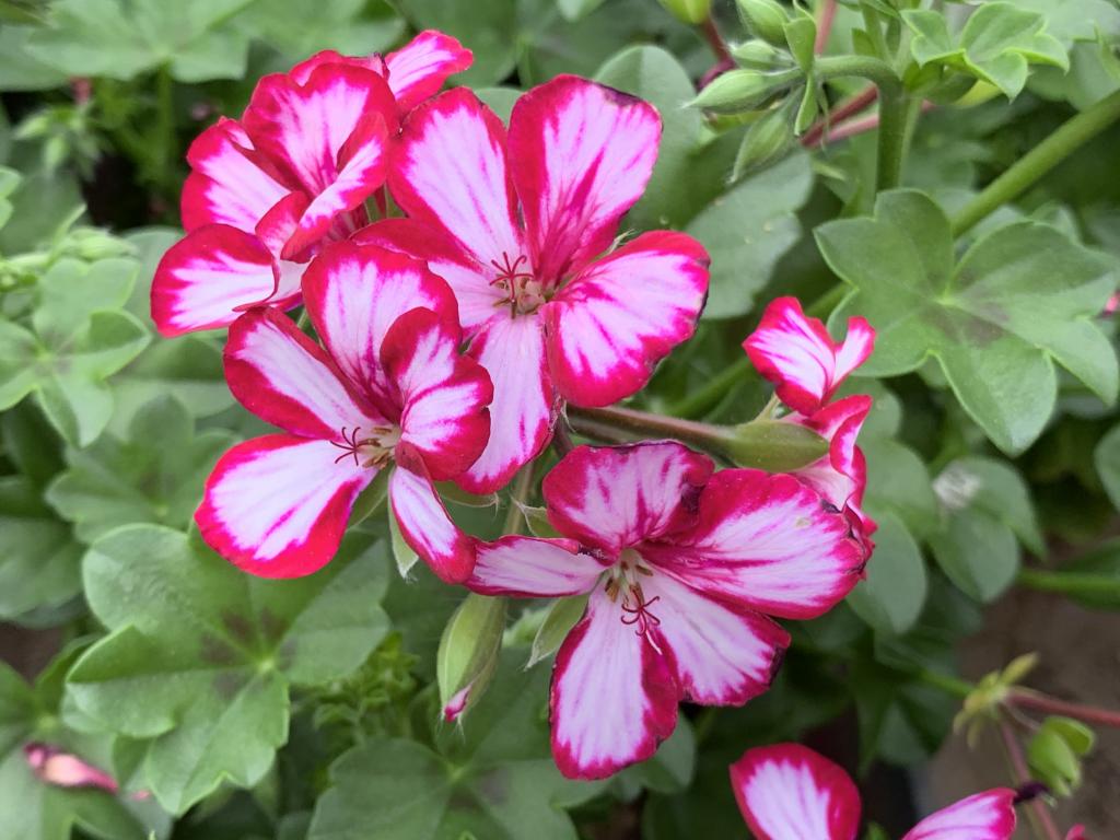 Pelargonium lierre semi-double Villetta Burgundy white