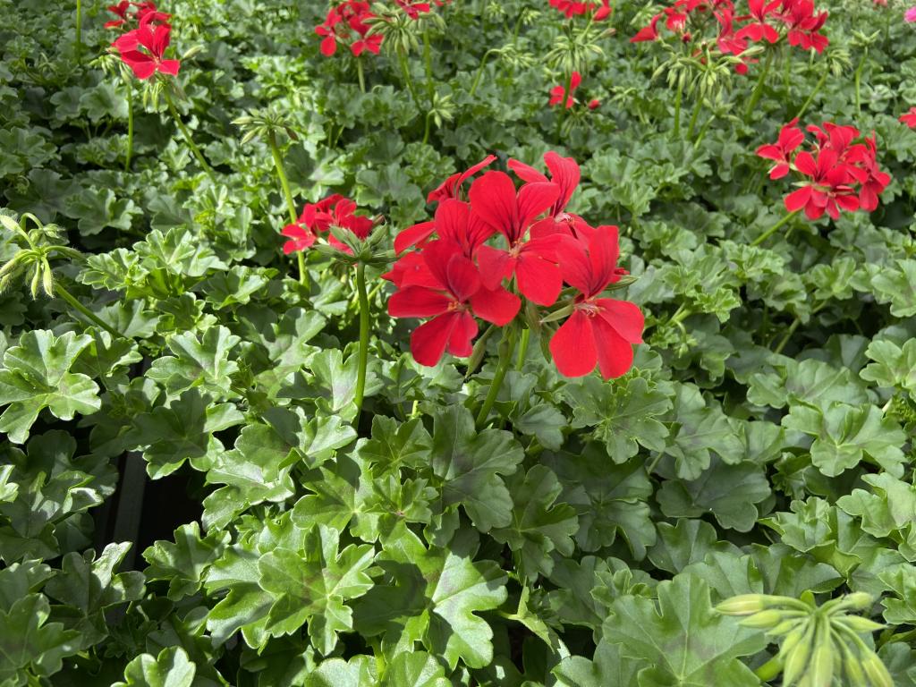 Pelargonium lierre semi-double Villetta Red