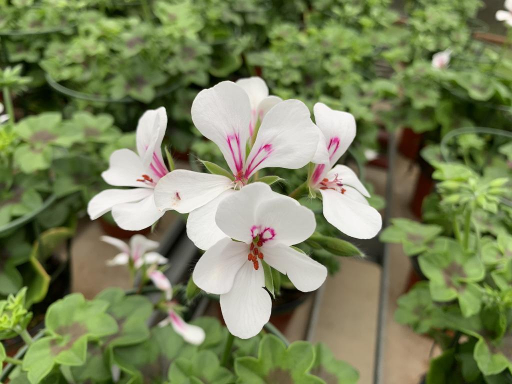 Pelargonium lierre semi-double Villetta White