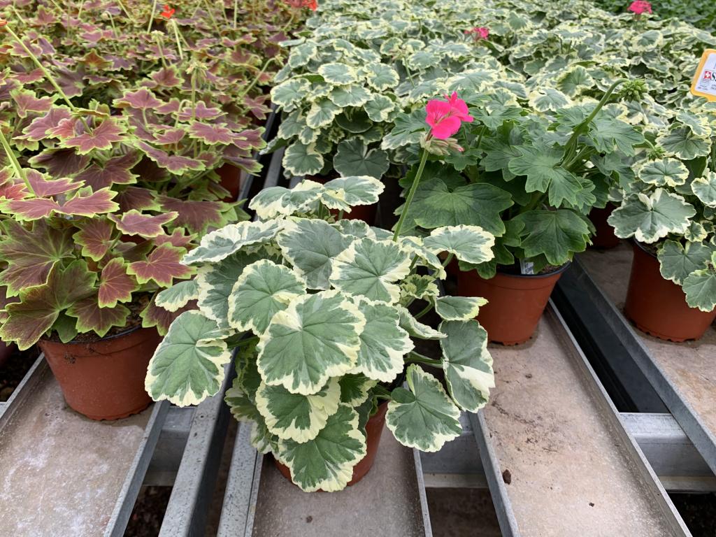 Pelargonium zonal déco Madame Saleron