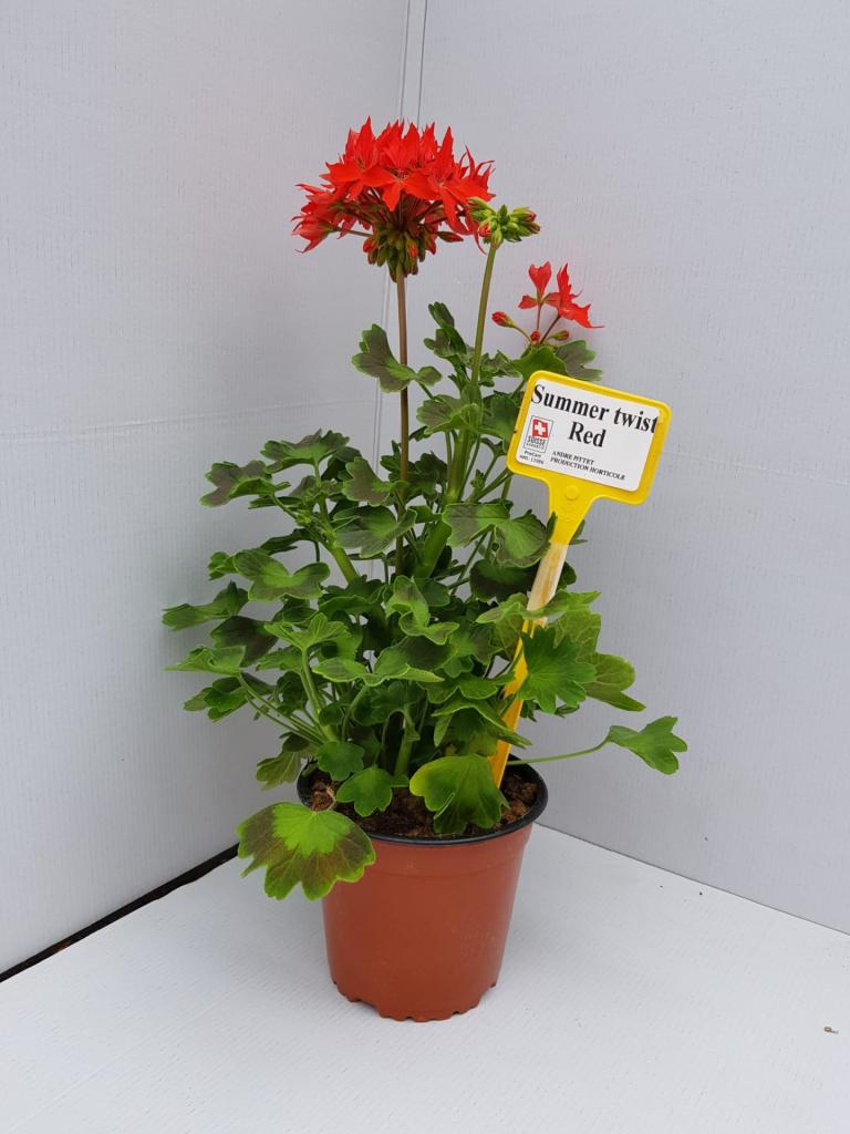 Pelargonium zonal déco Summer twist red 