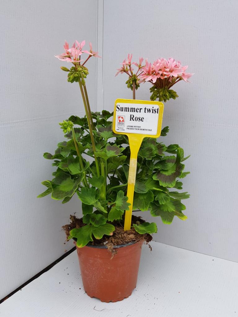 Pelargonium zonal déco Summer twist rose